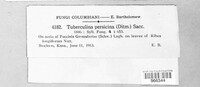 Tuberculina persicina image